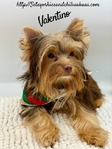 AKC Registered Male Chocolate & Tan Yorkie