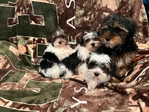 Ckc Yorkies