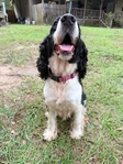 AKC ENGLISH SPRINGER SPANIEL