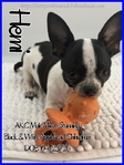 Exceptional Male AKC Applehead Chihuahuas