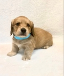 Dachshund English cream longhair puppies