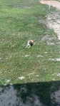 Red Nose pit bull for sale.