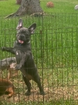 lol AKC French Bulldog