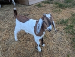 Nubian Goats
