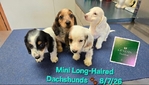 AKC Mini Long-Haired Dachshunds