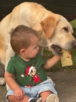English Lab - About 5 years old