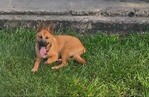 Free German shepherd puppy to good home.