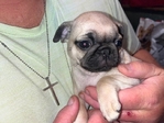 Pug fur Babys