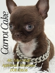 AKC Micro Male Applehead Chihuahuas