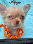 AKC  Stunning Longcoat Male Micro Chiuahuas