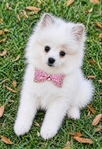 Pomeranian puppies Teddy Bear Pom  Poms