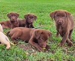 AKC LAB PUPPIES