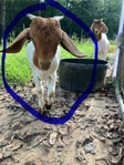 Boer goats. Reduced price