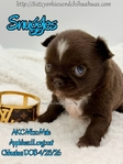 Stunning Tiny AKC Longcoat Applehead Male Chihuahuas