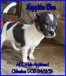 AKC Long and Smooth Coat Chihuahuas