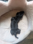Miniature Dachshund