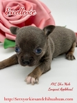 AKC Valentine Applehead Chihuahuas