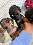 Miniature Dachshund puppies