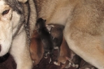 wolf hybrids for sale