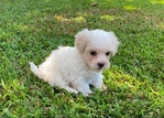 CKC MALE MORKIEPOO PUPPY 1 LEFT (SALE $500.00 )
