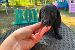 Mini dachshunds