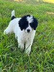 Standard poodle pup