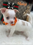 Male Registered Chihuahuas