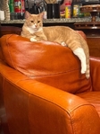 Free cat to good home!