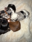 Mini Longhair Dachshunds