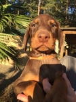 Doberman Puppies for sale