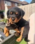 Rottweiler puppies ready for their new homes.
