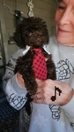 toy poodles $800