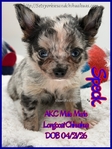 AKC Longcoat Merle & Smooth Coat Blue Male Chihuahuas