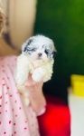Shihpoo puppies Shihtzu & Poodle mix - 50/50 split. 1st Gen.