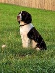 Spangold (Golden Retriever/English Springer Spaniel Mix)