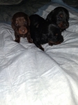 Ckc long-haired miniature dachshunds