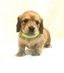 Dachshund English cream longhair puppies