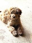 12wk labradoodle puppy female