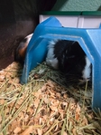 4 female guinea pigs for sale