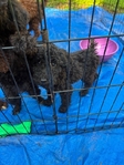 Standard Poodles