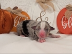 Toy Australian Shepherd Puppies!