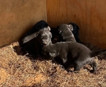 Black Lab Puppies