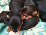 Yorkshire Terrier puppies.