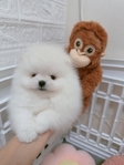 Purebred Pomeranian Puppies