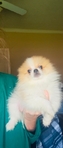 Pomeranian puppies Teacup & Toy sizes