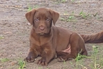 AKC LAB PUPPIES