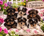 Yorkie Puppies, CKC Registered