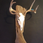 European Deer Mounts