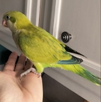 BIRDS BIRDS BIRDS FOR SALE!!!