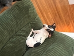 Miniature Daschund